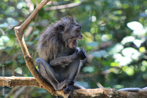 Monkeys At Sacred Forest Sanctuary Ubud Bali Indonesia