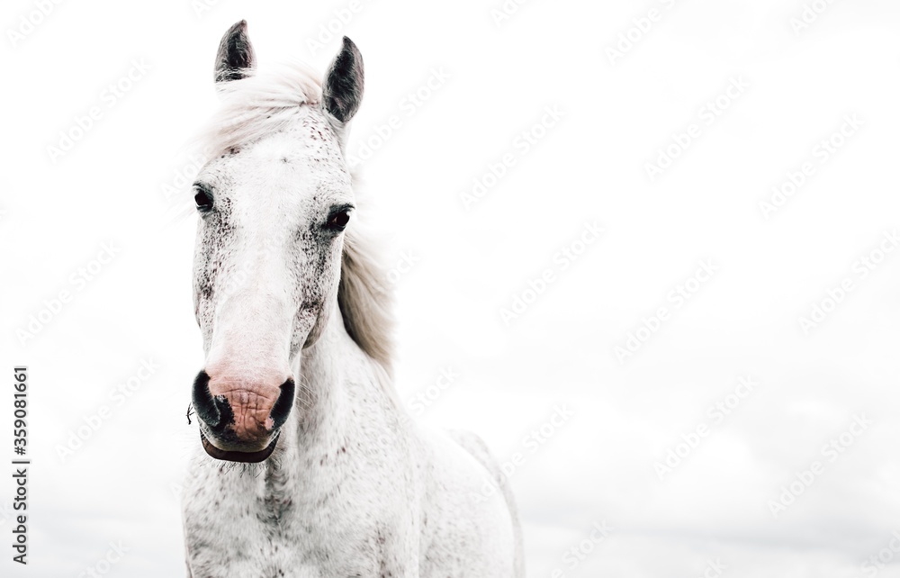 portrait of a white horse