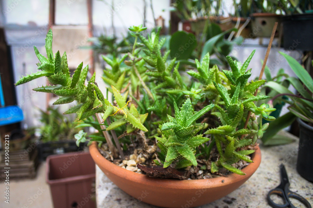 Aloe juvenna Brandhan in a pot Aloe juvenna Brandhan in a pot