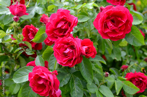 shrub with red beautiful flowers crimson bright roses in the garden