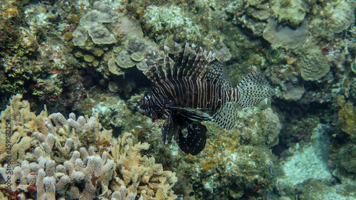 lionfish