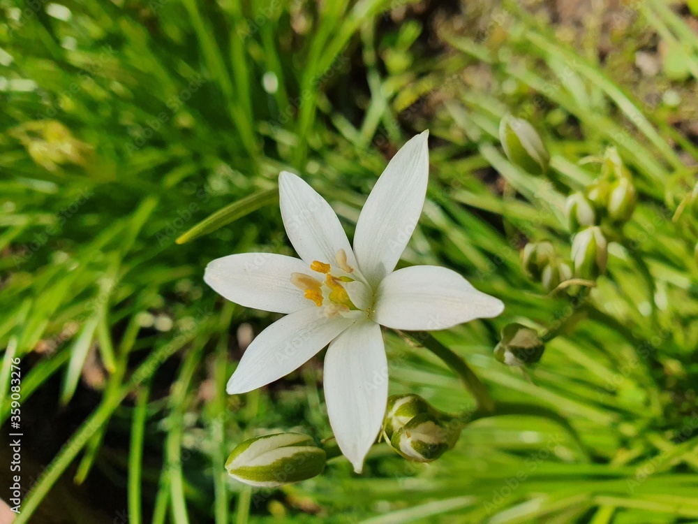 beautiful white color of flower beautiful white color of flower
