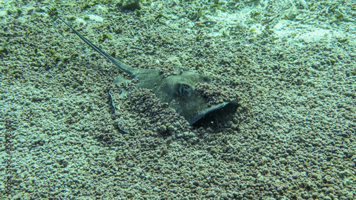 stingray