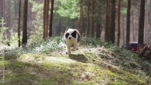 Amazing Cute Puppies of border collie run on grass in a beautiful forest to camera in slow motion