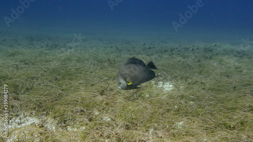 angelfish