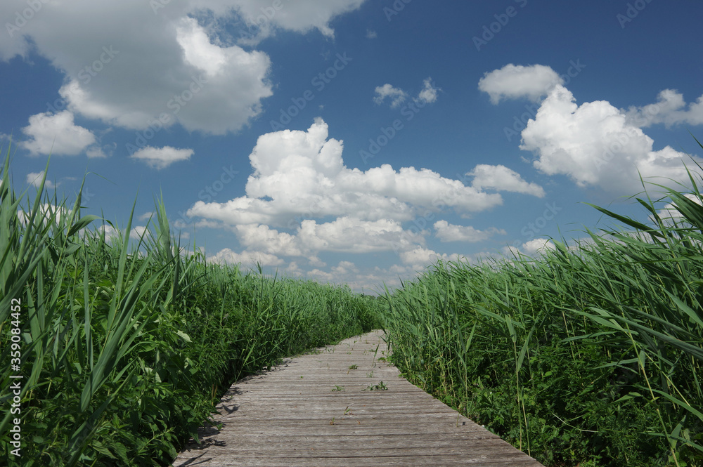 wooden path in the grass
