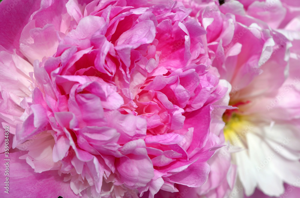 Fototapeta premium peonies beautiful pink flowers close up