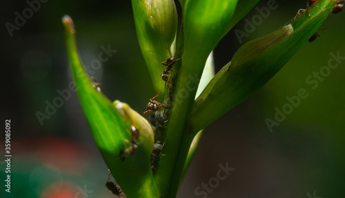 Ants and aphids. Symbiosis between ants and aphids. Protection of aphids by ants. Biology and insects concept. Ants gathering food.