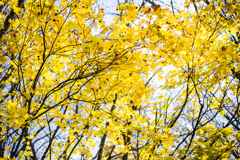 Autumn leaves on the trees. Autumn Park. Yellow leaves. Autumn leaves on the trees. Autumn Park. Yellow leaves.