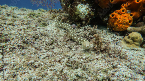snake eel
