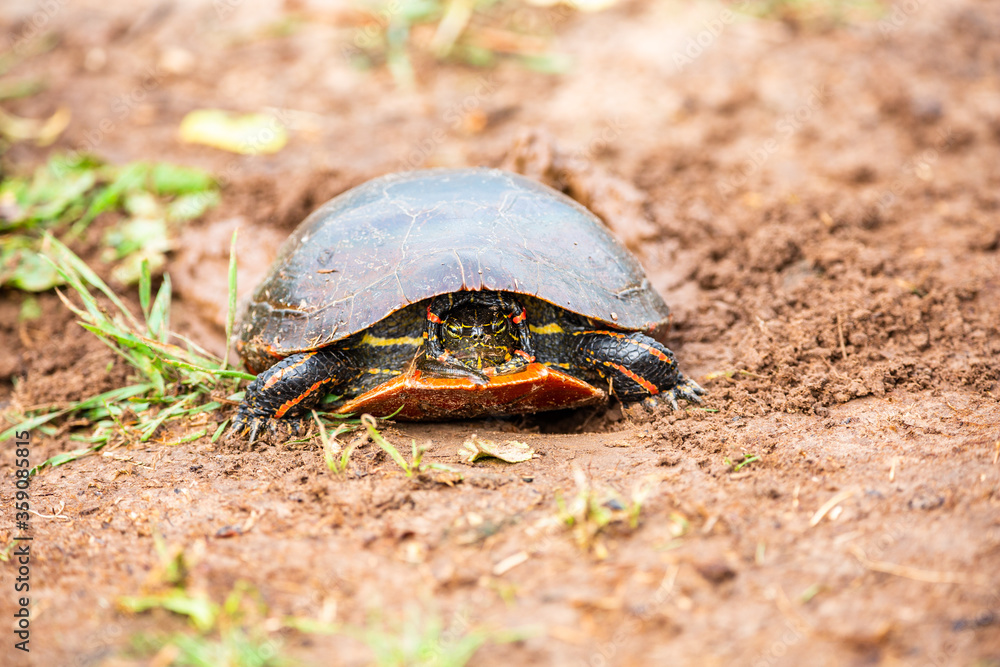 Obraz premium Wisconsin Western Painted Turtle (Chrysemys picta) laying eggs