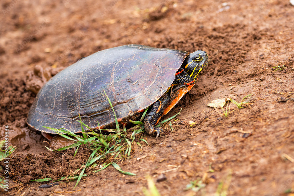 close-up of a Wisconsin Western Painted Turtle (Chrysemys picta) laying eggs close-up of a Wisconsin Western Painted Turtle (Chrysemys picta) laying eggs