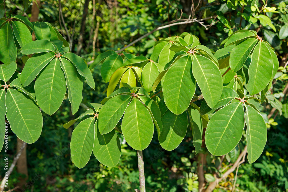 Obraz premium Green leaves on tropical rain forest