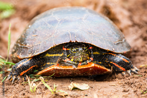 close-up of  a Wisconsin Western Painted Turtle (Chrysemys picta) with head tucked in photo