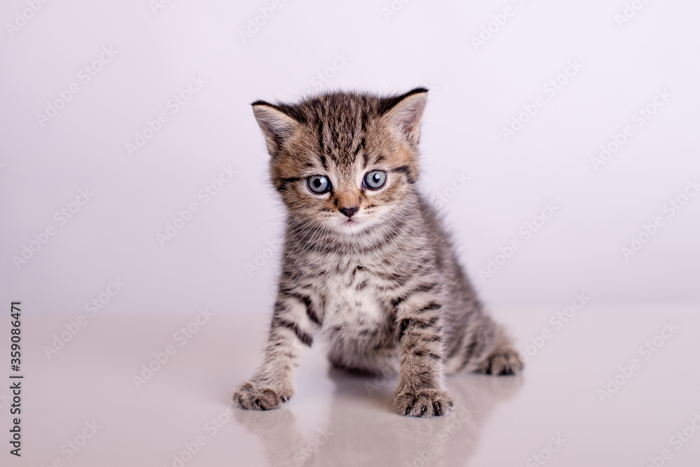 Obraz premium Britisch Kurzhaar Katzen Babys 