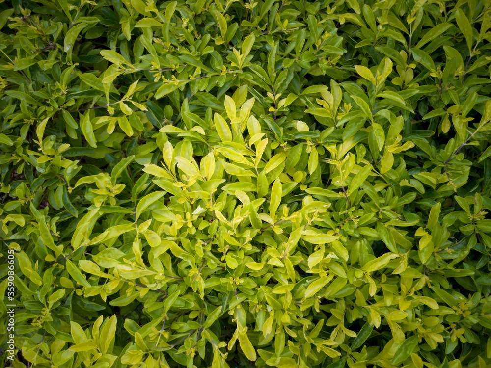 Close up Duranta erecta Leave or Golden dewdrop or sky flower or Japan camillia for background texture Close up Duranta erecta Leave or Golden dewdrop or sky flower or Japan camillia for background texture