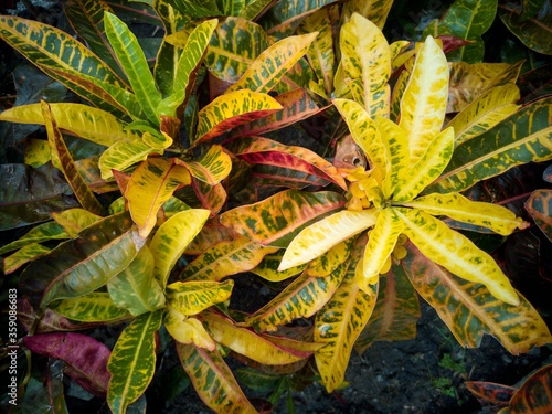 close up croton or codiaeum variegatium for background texture