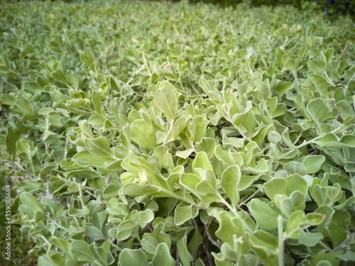 Close up helichrysum petiolare for background texture