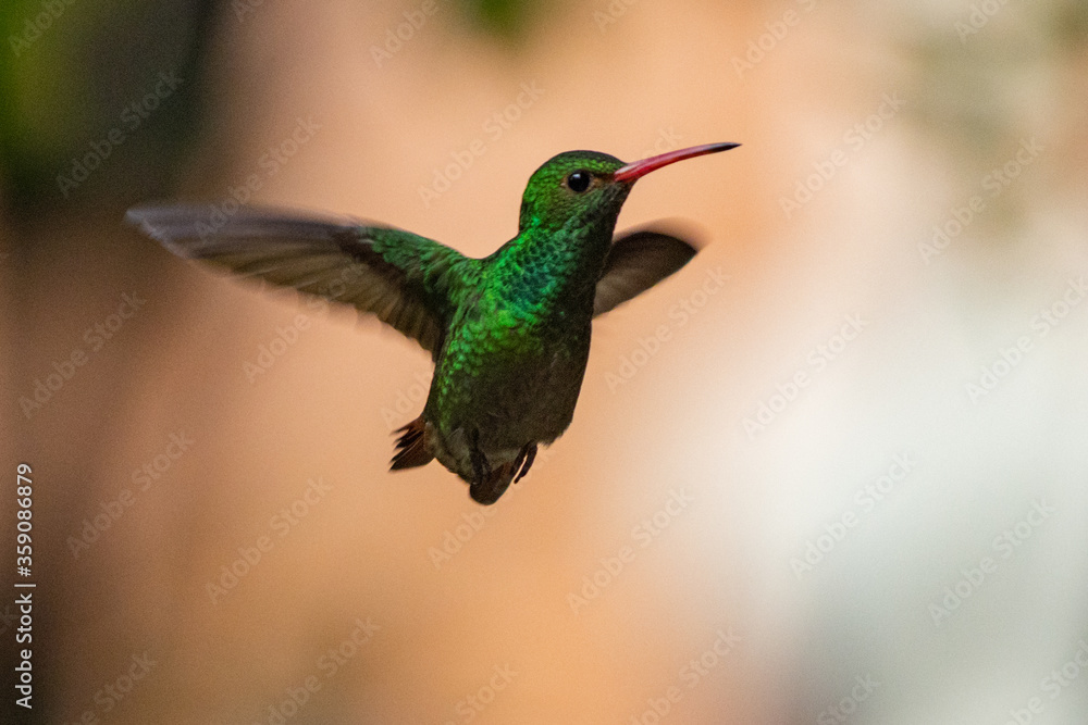 Fototapeta premium hummingbird in flight
