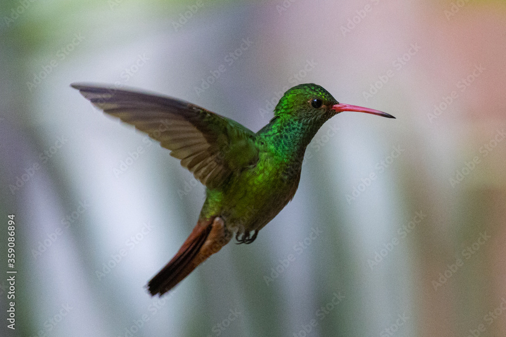 hummingbird in flight hummingbird in flight