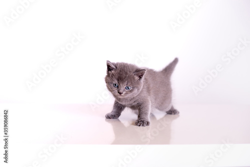 gray little kitten on a white background