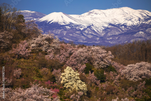 花見山公園の満開の桜とこぶしの花と雪に覆われた吾妻連邦