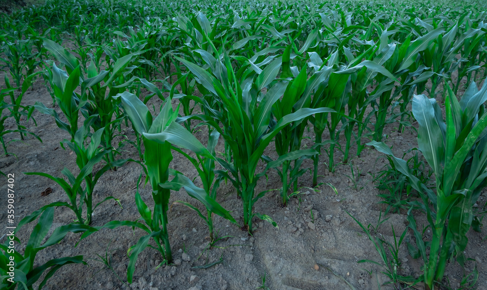 Fototapeta premium Corn growing in a field in spring. Close up.