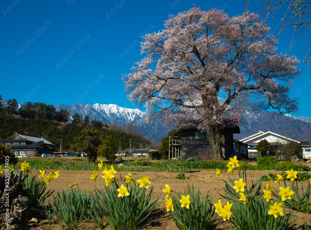 Fototapeta premium 青空バックに満開に咲く一本桜と甲斐駒ヶ岳とスイセンの花