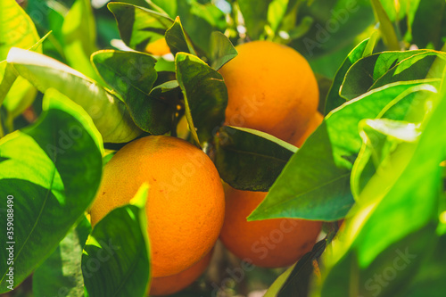 Wallpaper Mural Oranges on tree Torontodigital.ca