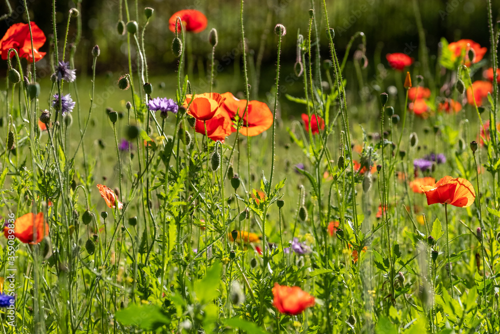 Naklejka premium Colourful wild flowers including cornflowers and poppies, photographed in late afternoon in mid summer, in Chiswick, West London UK. 