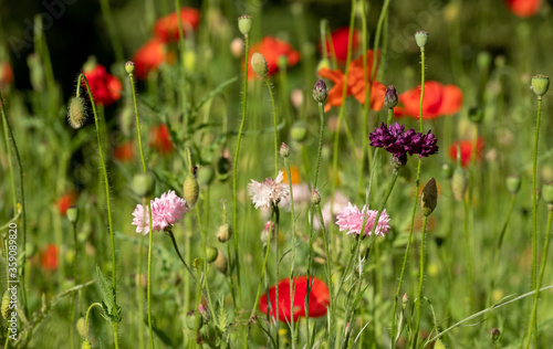Colourful wild flowers including cornflowers and poppies, photographed in late afternoon in mid summer, in Chiswick, West London UK.  © Lois GoBe