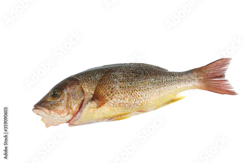 close up on whole fish isolated on white background for cook