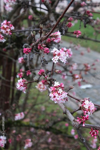 Kleiner Strauch mit rosa Knospen und Blüten, Frühling.