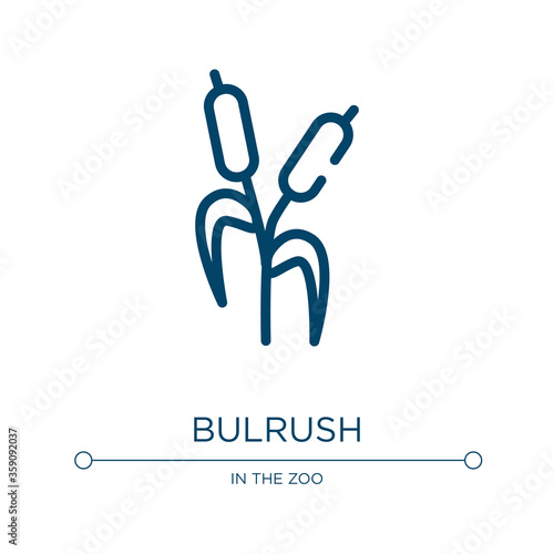 Bulrush icon. Linear vector illustration from nature collection. Outline bulrush icon vector. Thin line symbol for use on web and mobile apps, logo, print media.