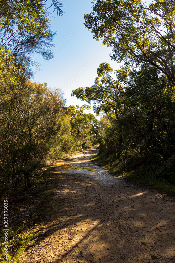 road in autumn forest