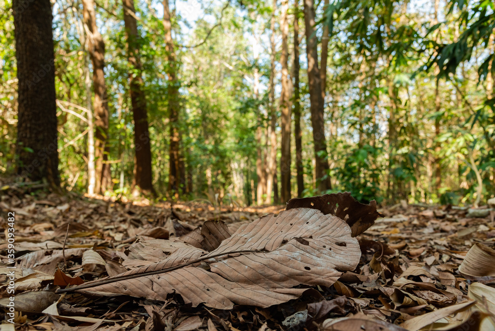 Dry leaves Dry leaves