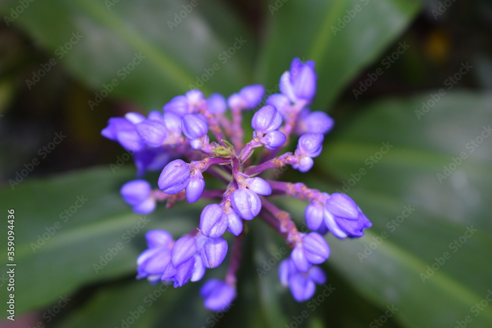 cenital view violet blue ginger flower buds cluster