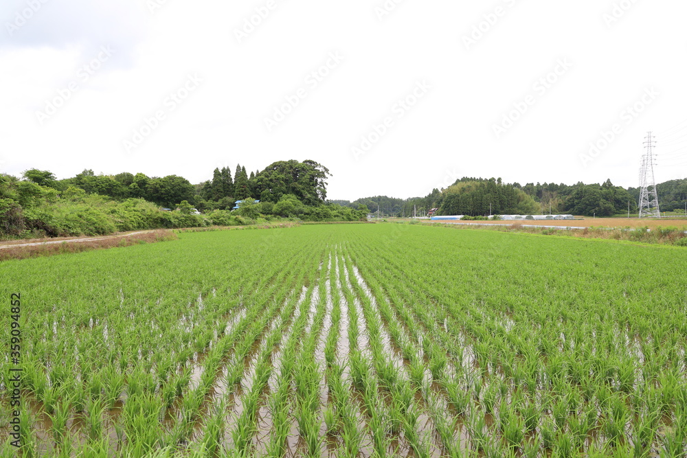 田園 田園