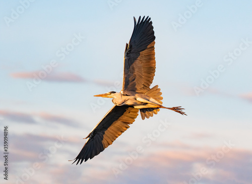 Grey heron flying over in the evening sun