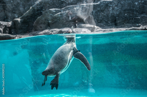 Penguin in the zoo
