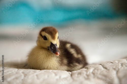 Mottled duckling Anas fulvigula on a blue background photo