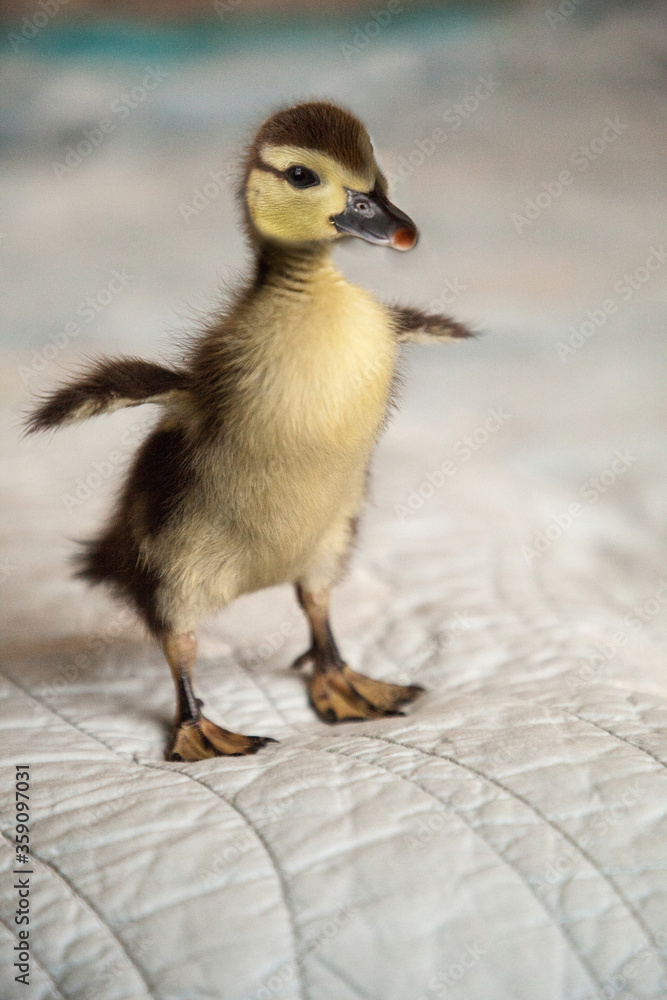 Foto Stock Cute Mottled duckling Anas fulvigula flaps its tiny wings |  Adobe Stock