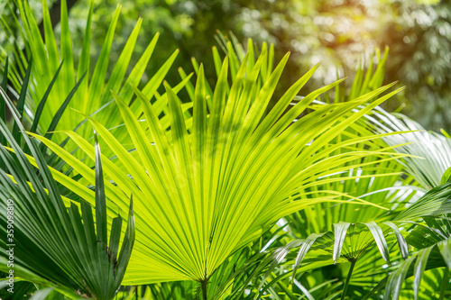 Borassus flabellifer,Sugar palm in garden
