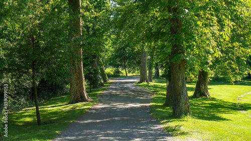  Shaded path, between green trees, in spring