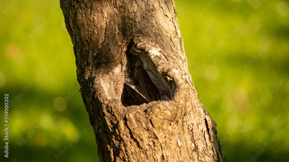Fototapeta premium Close up of tree trunk with triangle shaped hole