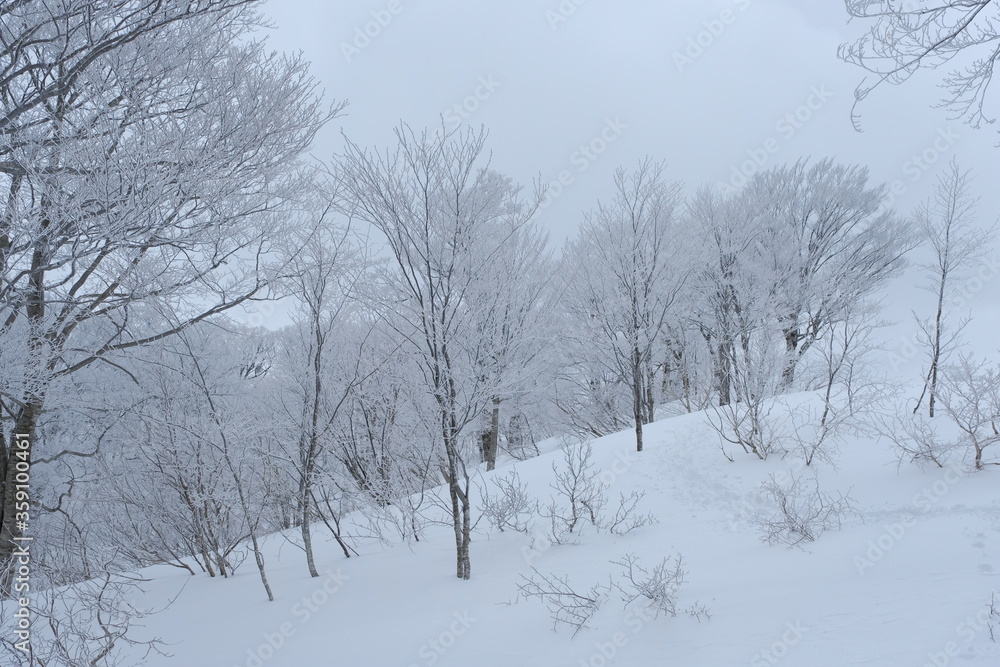 Hoarfrost forest Hoarfrost forest