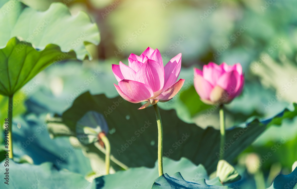 lotus flower blooming in summer pond with green leaves as background