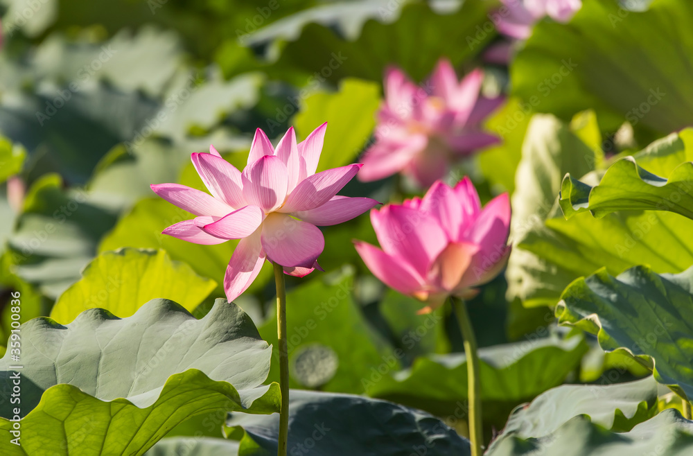 Fototapeta premium lotus flower blooming in summer pond with green leaves as background