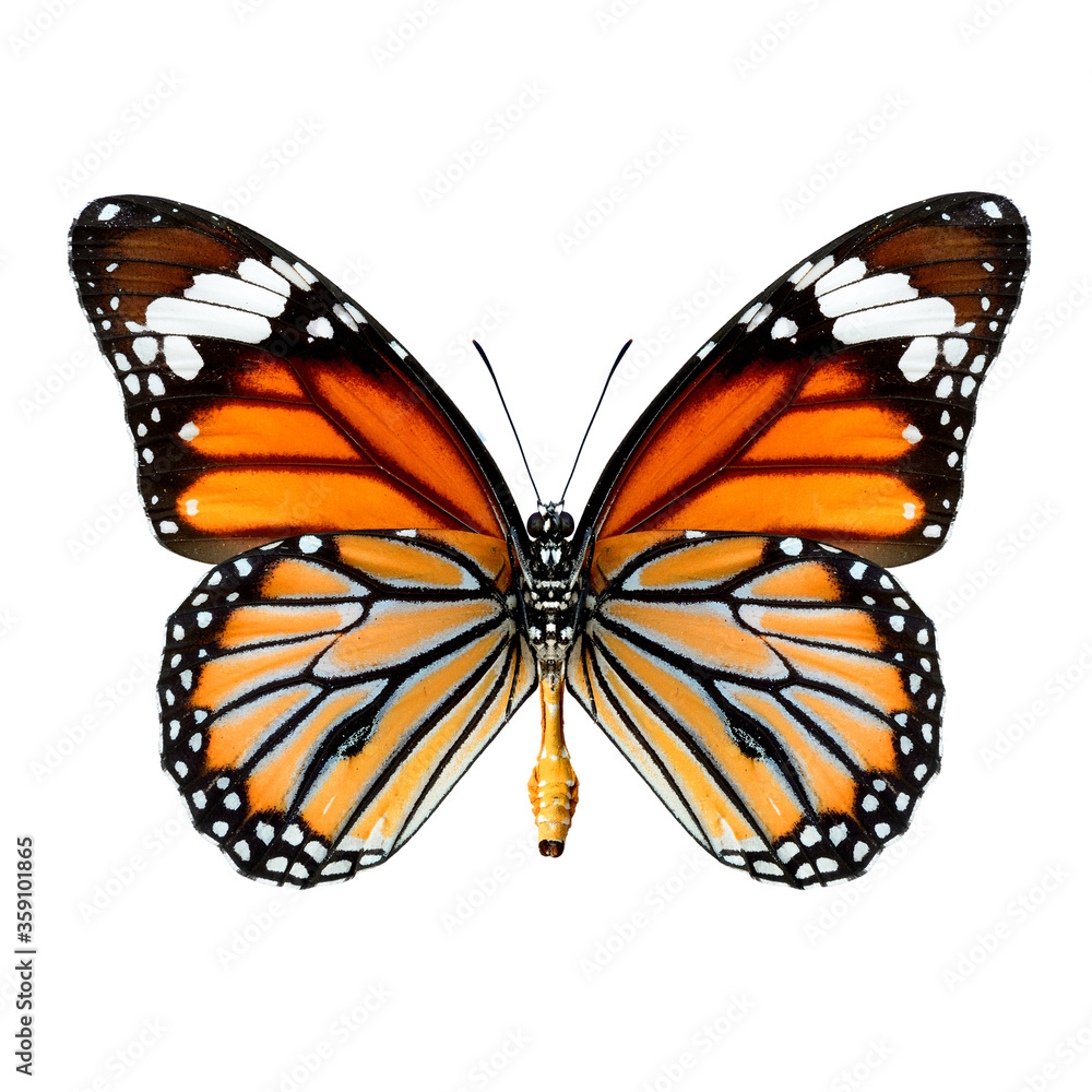 Fototapeta premium Common Tiger