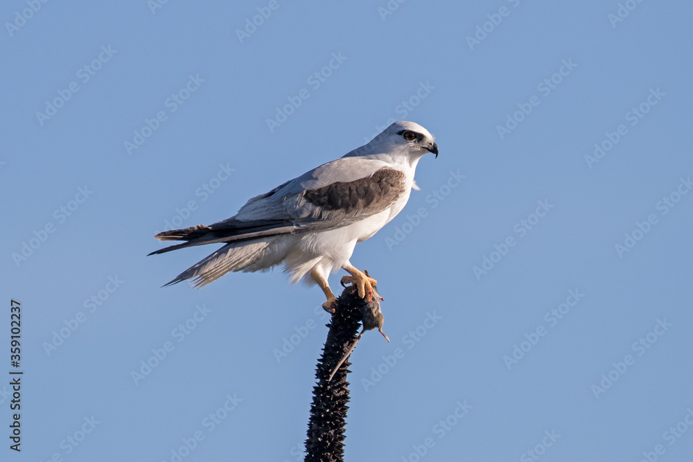 Obraz premium Black-shouldered Kite with mouse prey